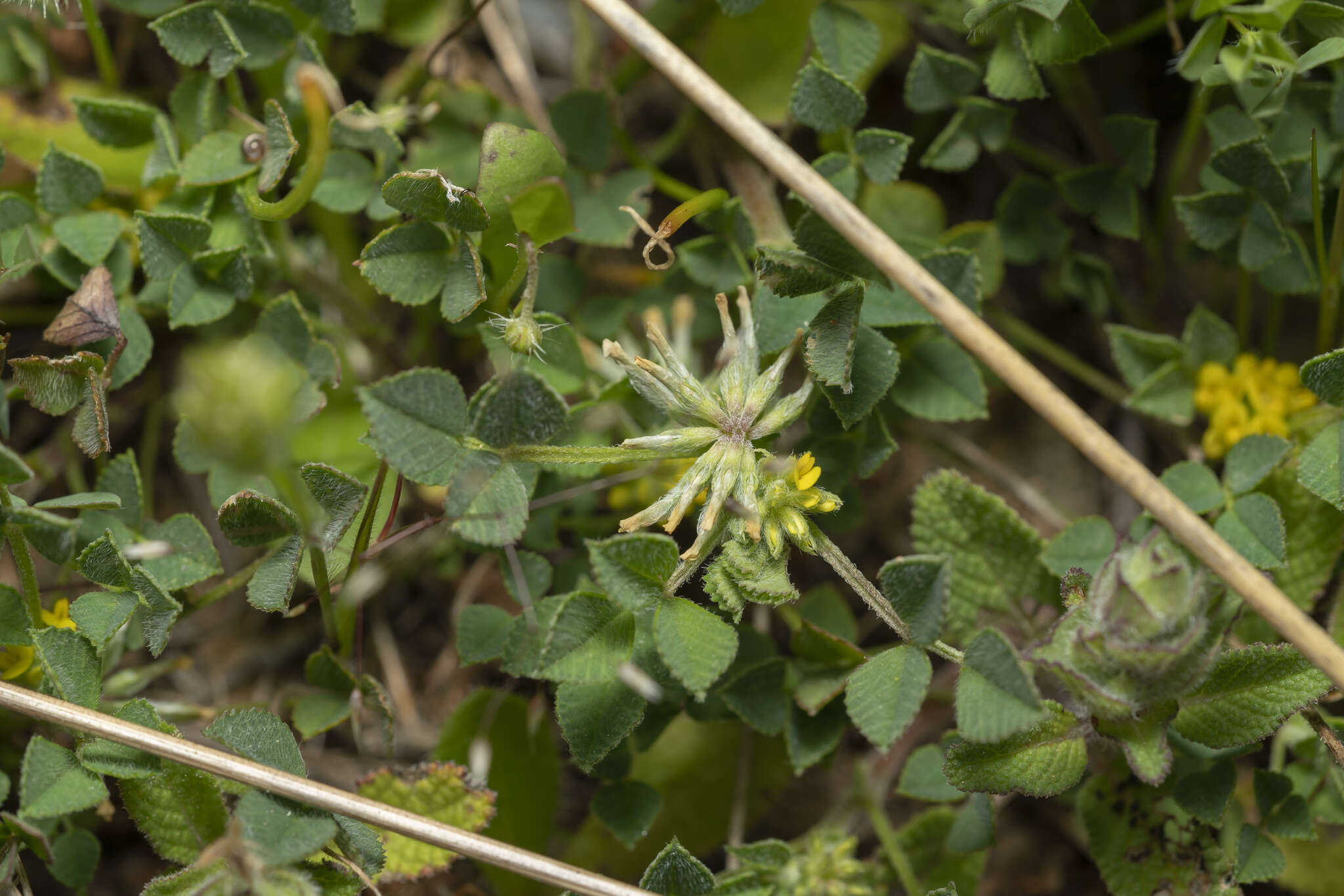 Image of hairy medick