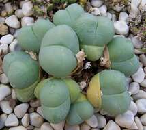 Imagem de Gibbaeum heathii (N. E. Br.) L. Bol.