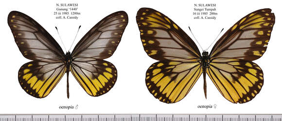 صورة Ideopsis vitrea Blanchard 1853