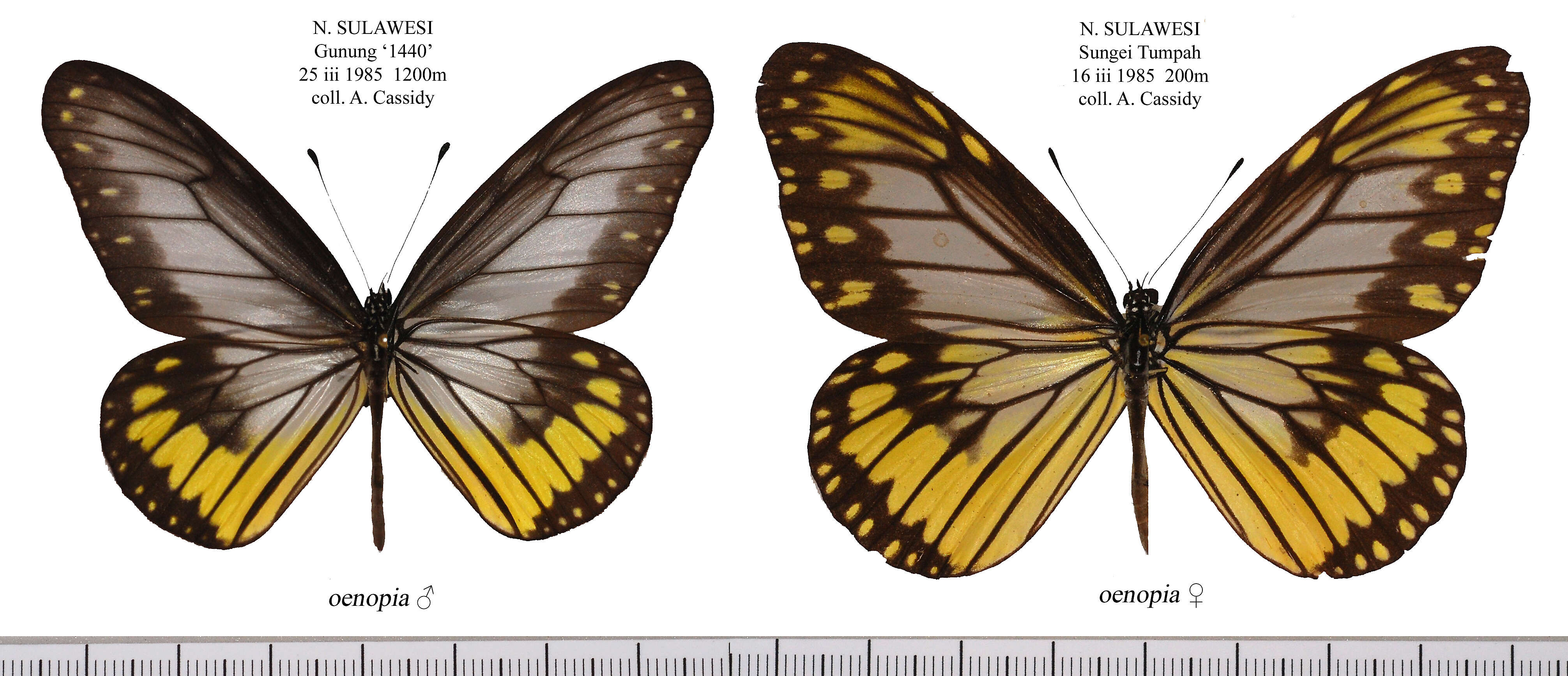 Image of Ideopsis vitrea Blanchard 1853