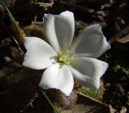 Image de Drosera aberrans (Lowrie & Carlquist) Lowrie & Conran