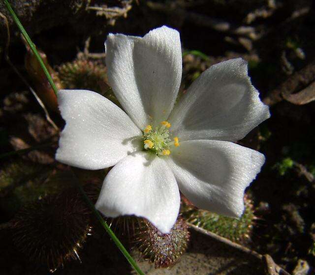 Image of Drosera aberrans (Lowrie & Carlquist) Lowrie & Conran