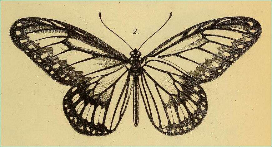 Image of Ideopsis vitrea Blanchard 1853