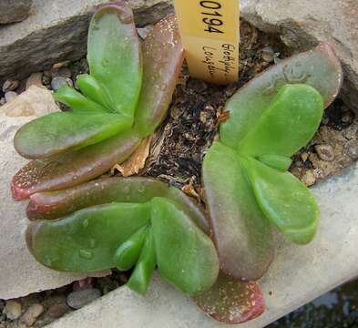 Image of Glottiphyllum uncatum