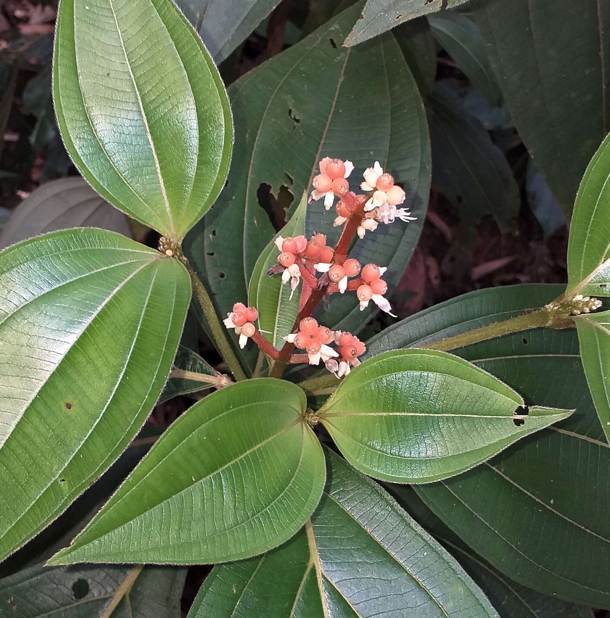 Image of Miconia nervosa (Sm.) Triana