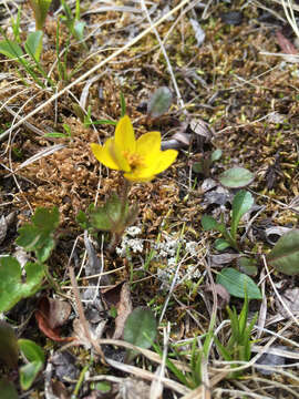 Image of Yellow Thimbleweed