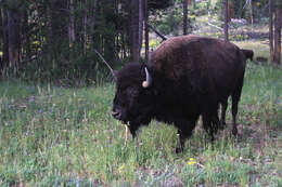 Image of American Bison