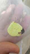 Image of <i>Eurema blanda arsakia</i>