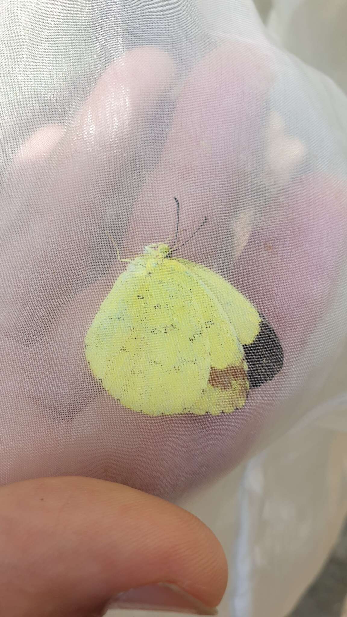 Image of <i>Eurema blanda arsakia</i>