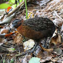 Image of Rufous-breasted Wood Quail