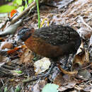 Odontophorus speciosus Tschudi 1843 resmi