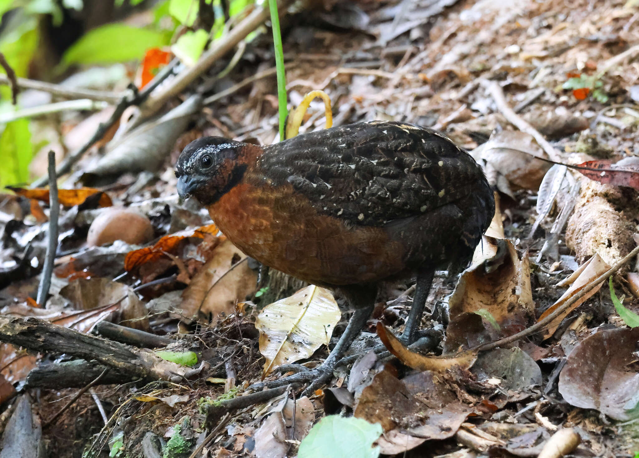 Image of Rufous-breasted Wood Quail