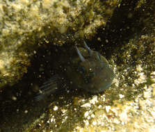 Image of Blenniiformes