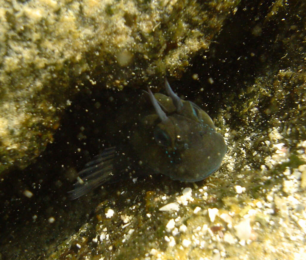 Image of Blenniiformes