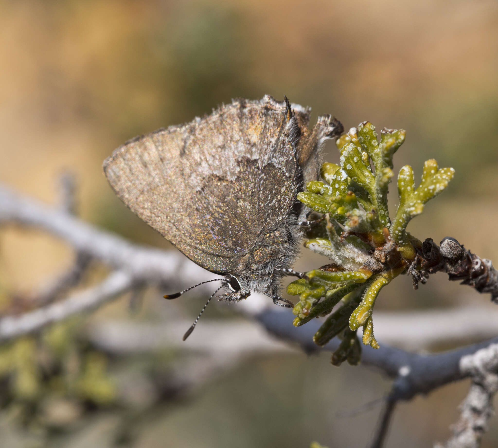 Image of Desert Elfin