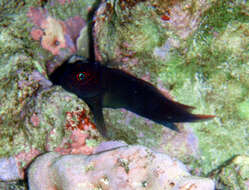 Image of Blenniiformes