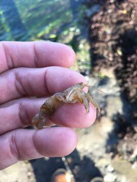 Image of Puget Sound ghost crab