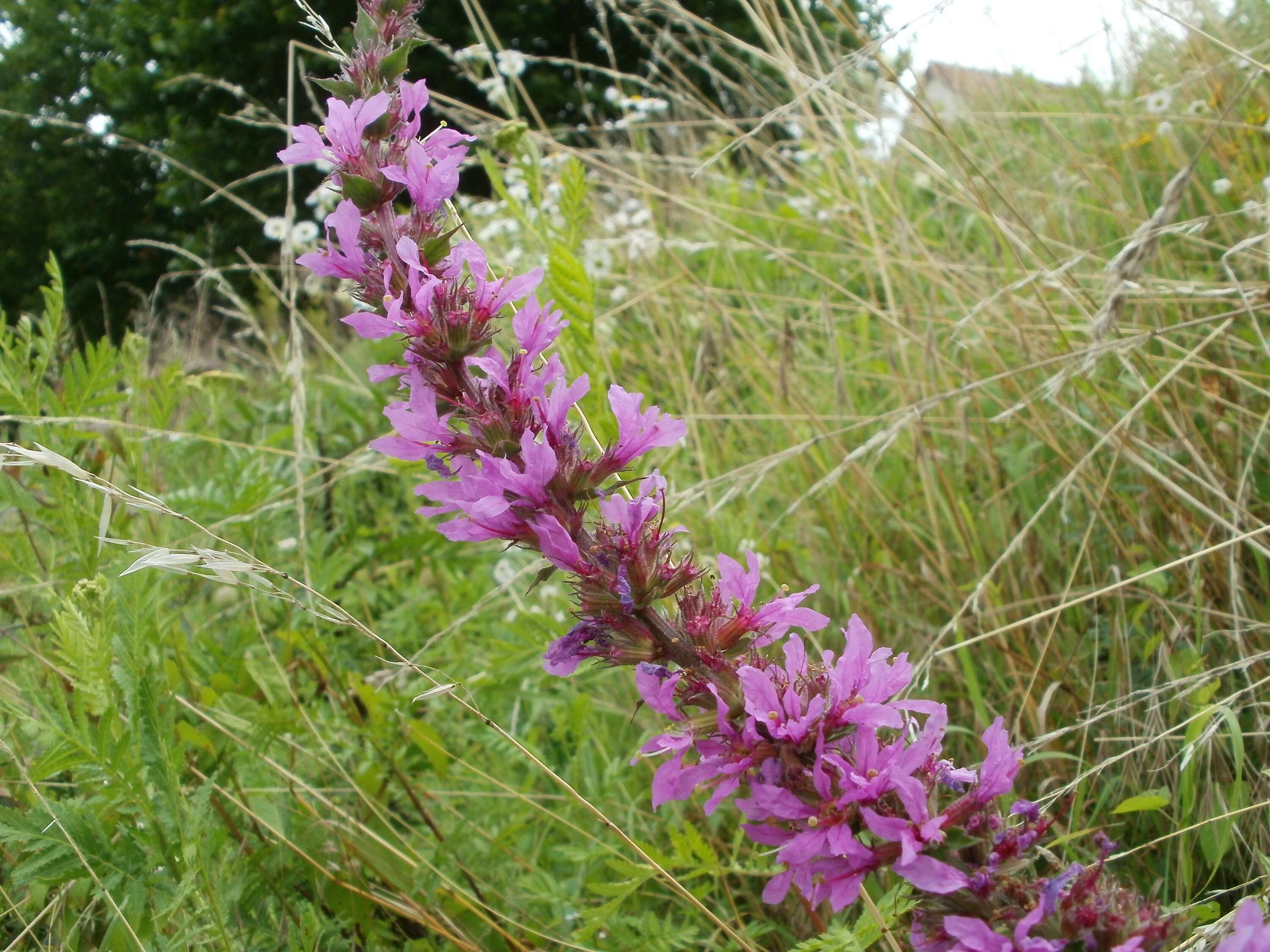 Image of Purple Loosestrife