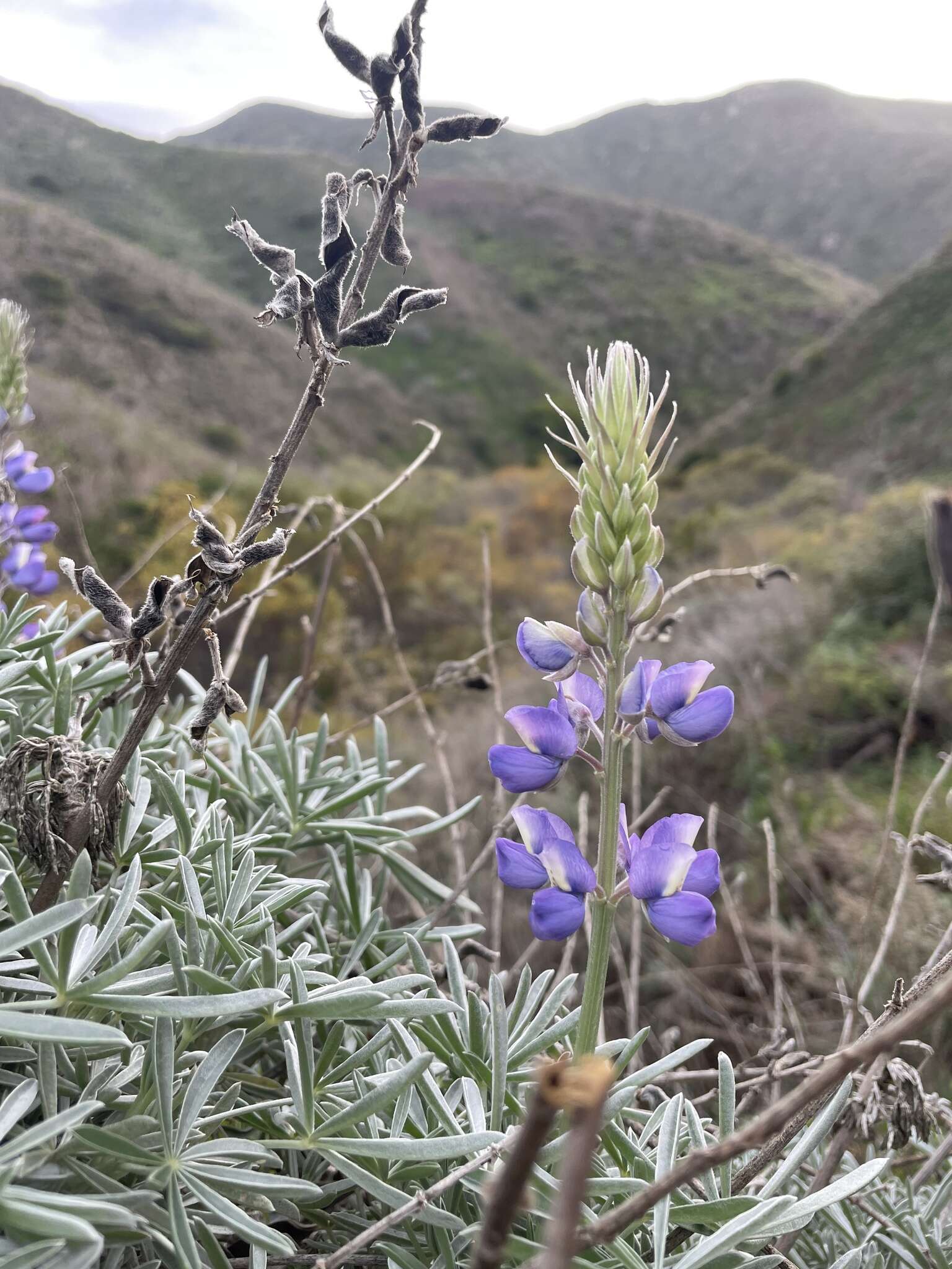 Image of Douglas' silver lupine