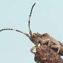 Image of Ecyroschema favosa Thomson 1864