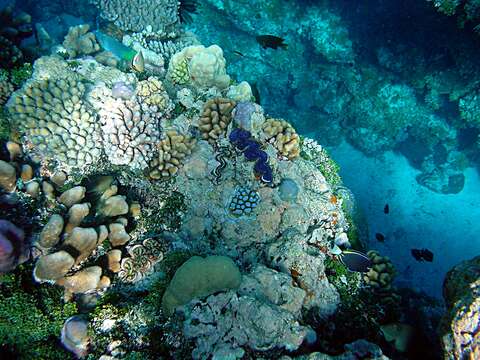 Image of Small giant clam