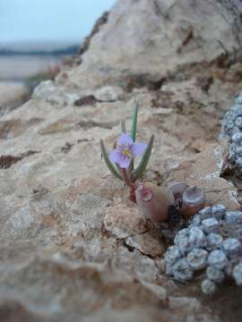 Image of Heliophila deserticola Schltr.