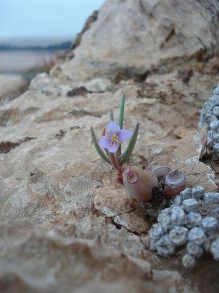 Imagem de Heliophila deserticola Schltr.