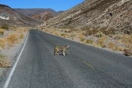 Imagem de Canis latrans mearnsi Merriam 1897