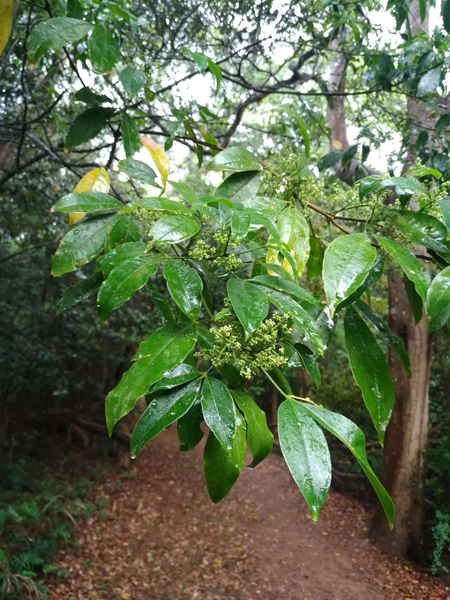 Image of Melicope pteleifolia (Champ. ex Benth.) T. G. Hartley