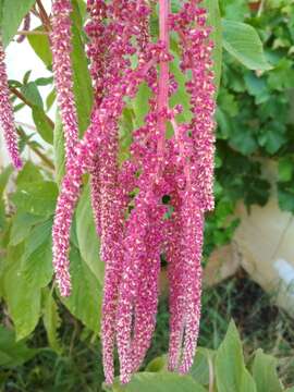 Imagem de Amaranthus caudatus L.