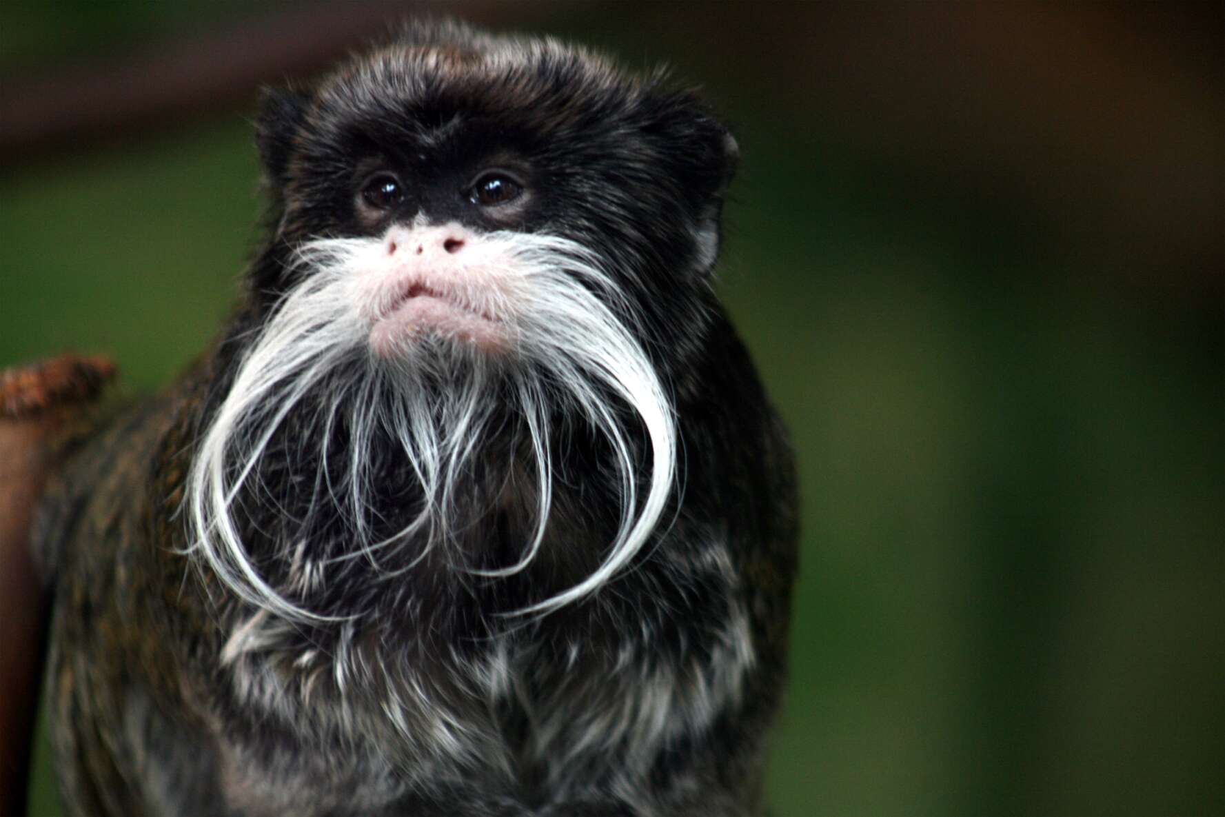 Image of Black-chinned Emperor Tamarin