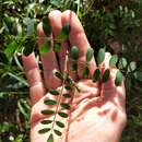 Слика од Indigofera australis Willd.