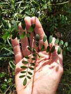 Image de Indigofera australis Willd.