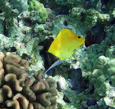 Image of Longnose butterflyfishes