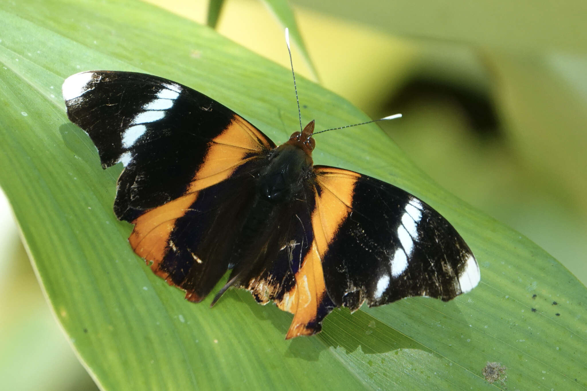 Image of Epiphile eriopis Hewitson 1857