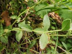 Image of Veronica pectinata L.