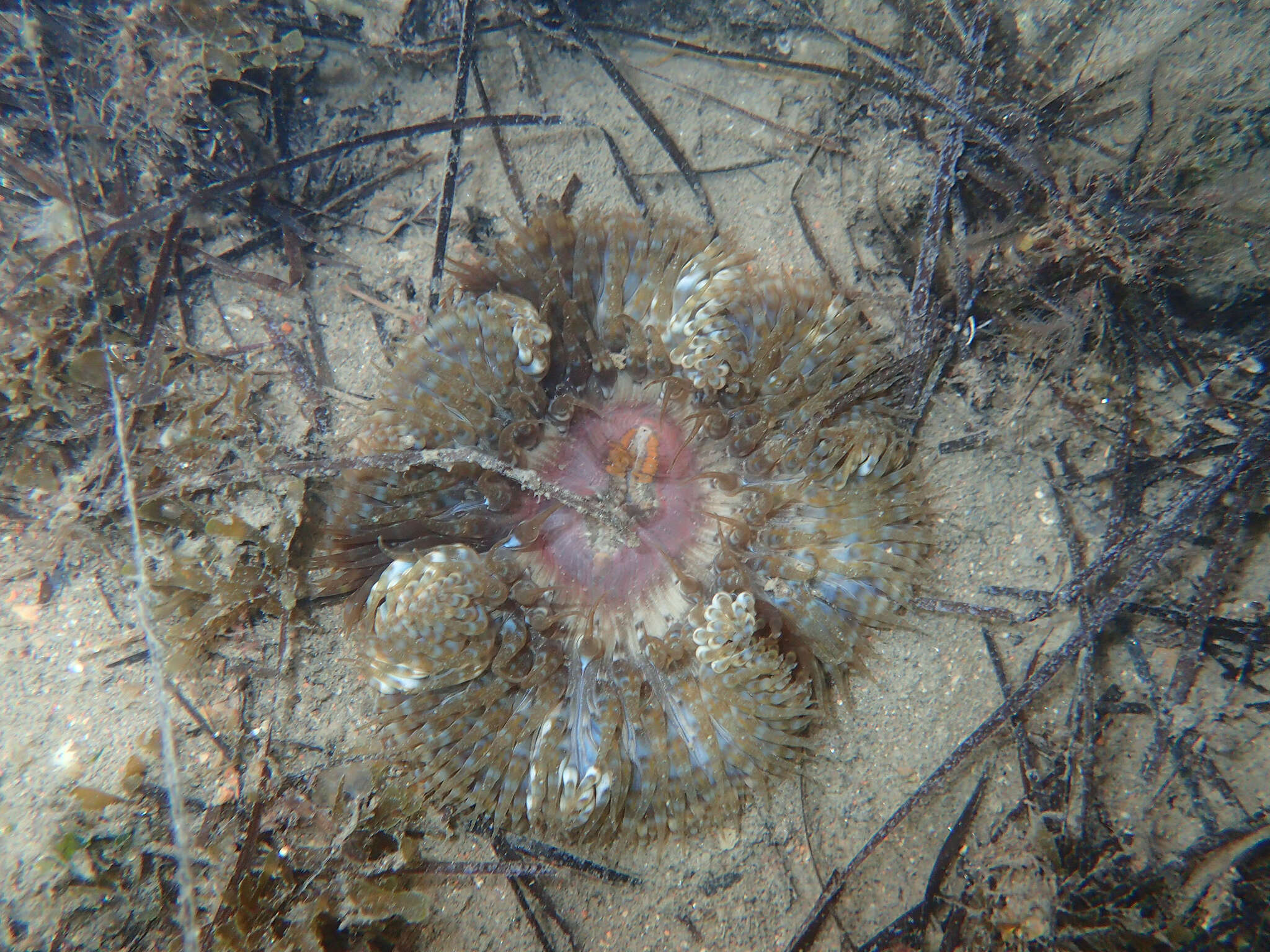 Image of daisy anemone