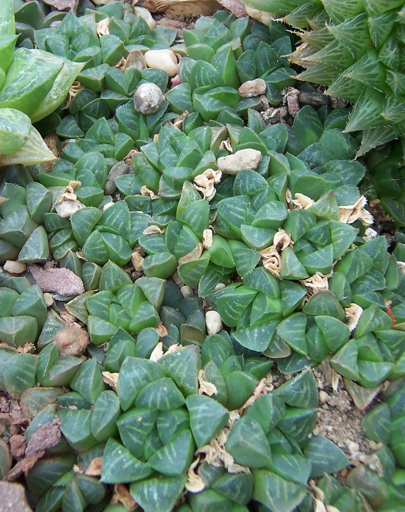 Слика од Haworthia retusa (L.) Duval