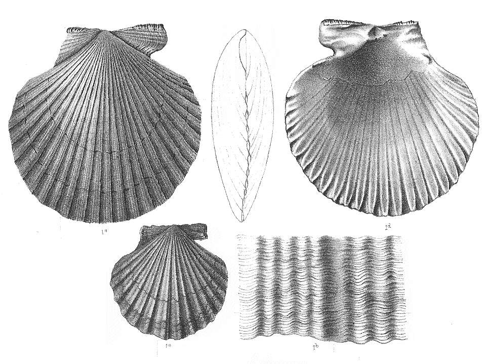 Imagem de Aequipecten opercularis (Linnaeus 1758)