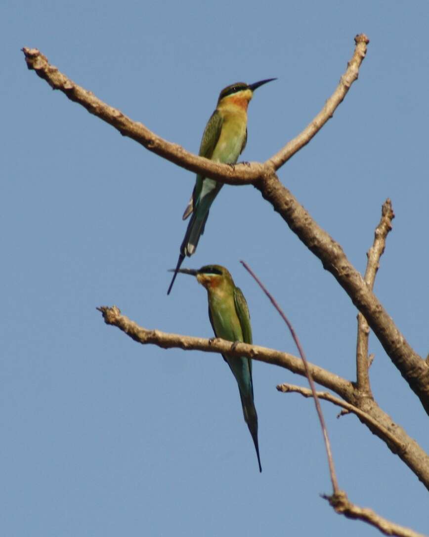 Image of Blue-tailed Bee-eater