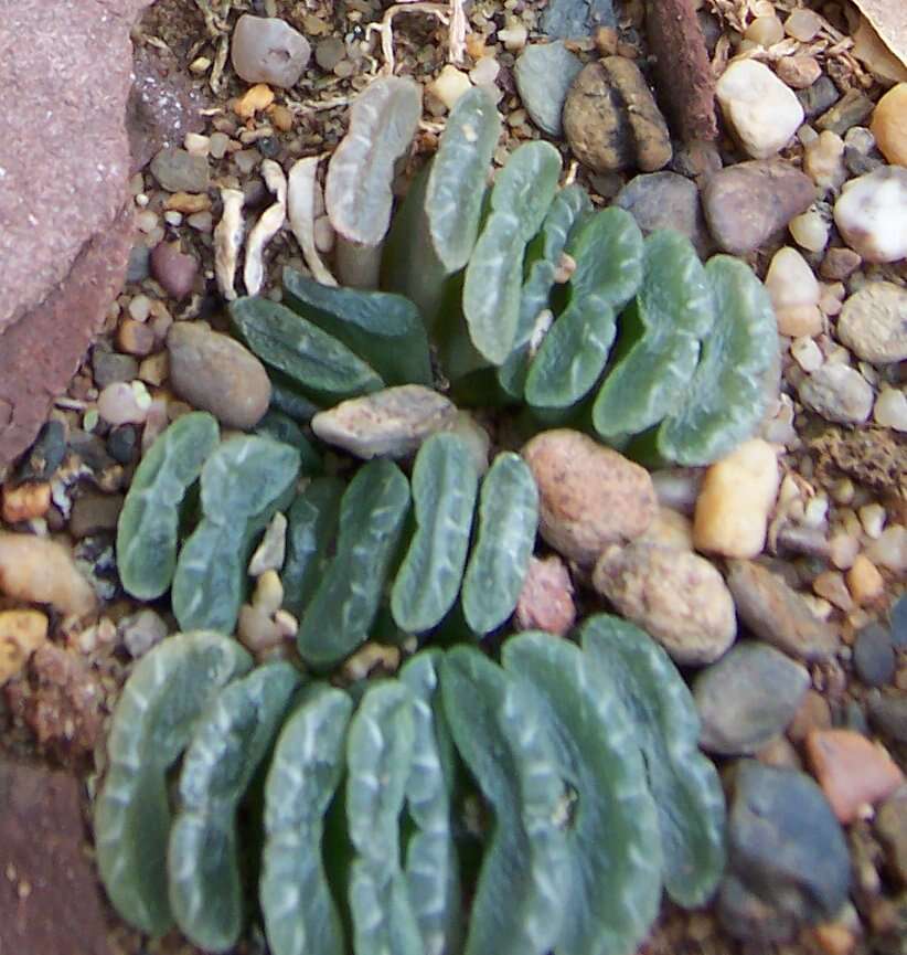 Image of Haworthia truncata Schönland