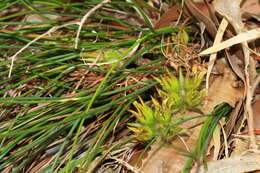 Image of Conostylis juncea Endl.