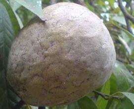 Imagem de Annona reticulata L.