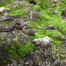 Image of Splendid Cat-eyed Snake