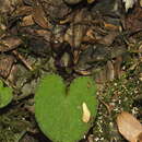 Corybas macranthus (Hook. fil.) Rchb. fil. resmi