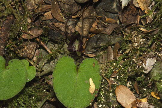 Imagem de Corybas macranthus (Hook. fil.) Rchb. fil.