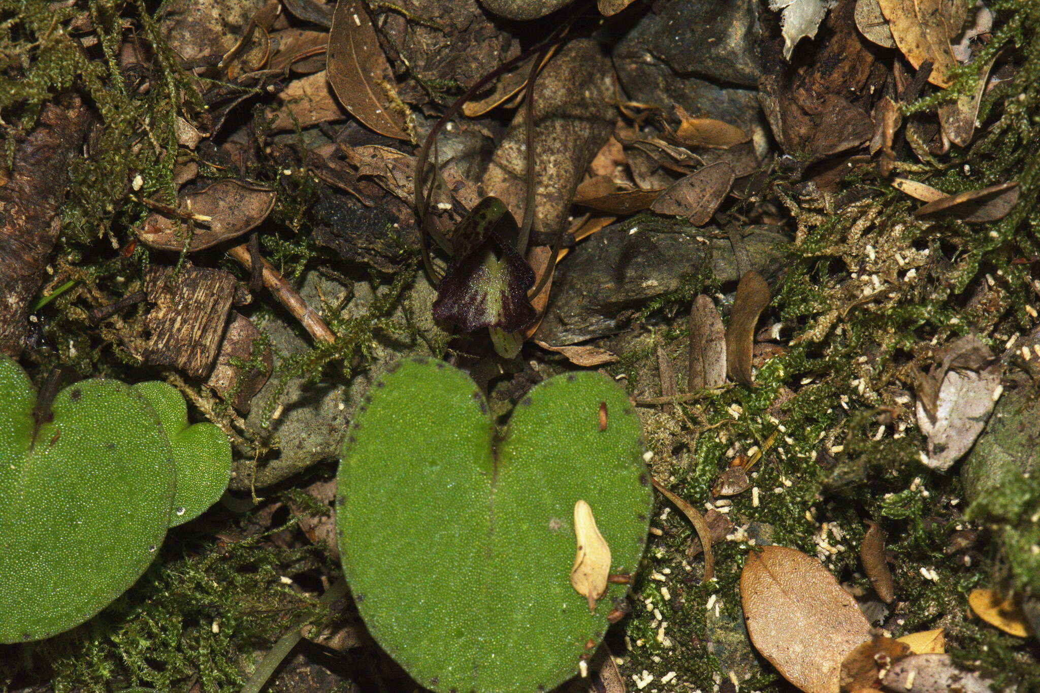 Image of Corybas macranthus (Hook. fil.) Rchb. fil.