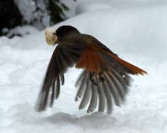 Image of Siberian Jay