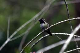 Image of Calypte Gould 1856