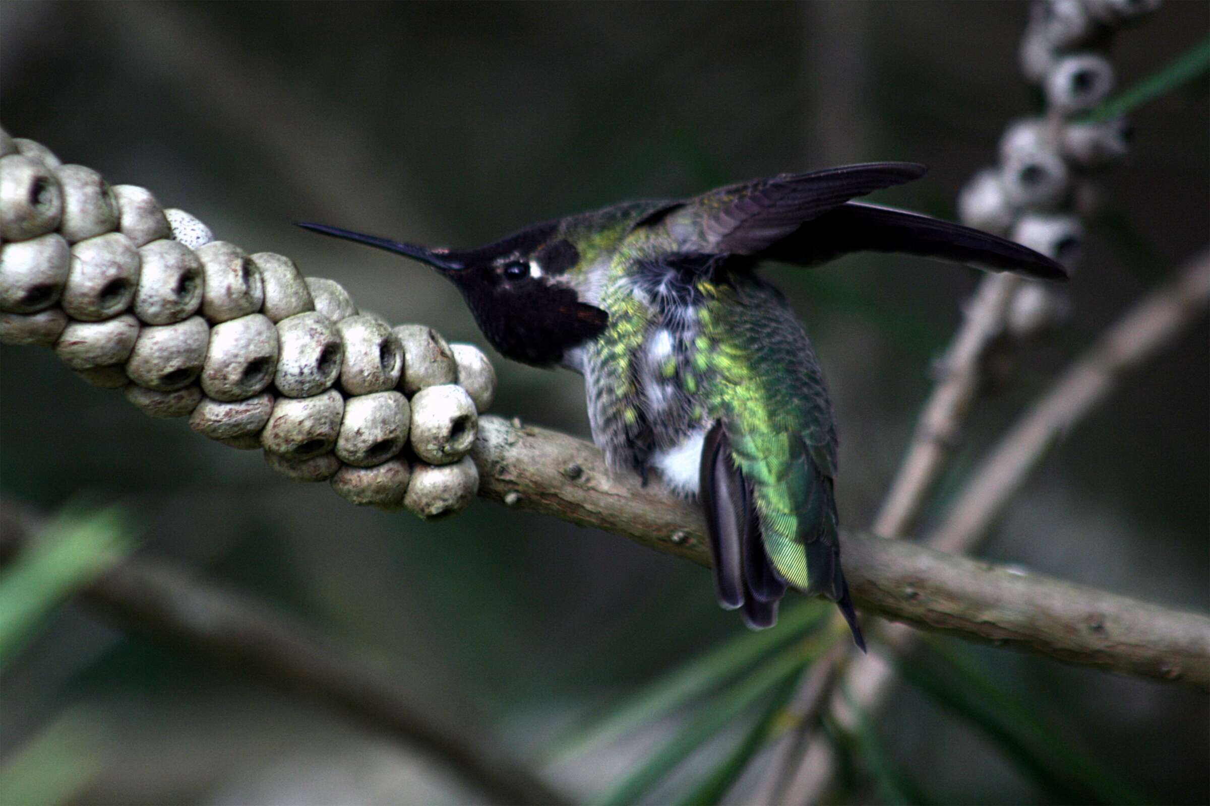 Image of Calypte Gould 1856